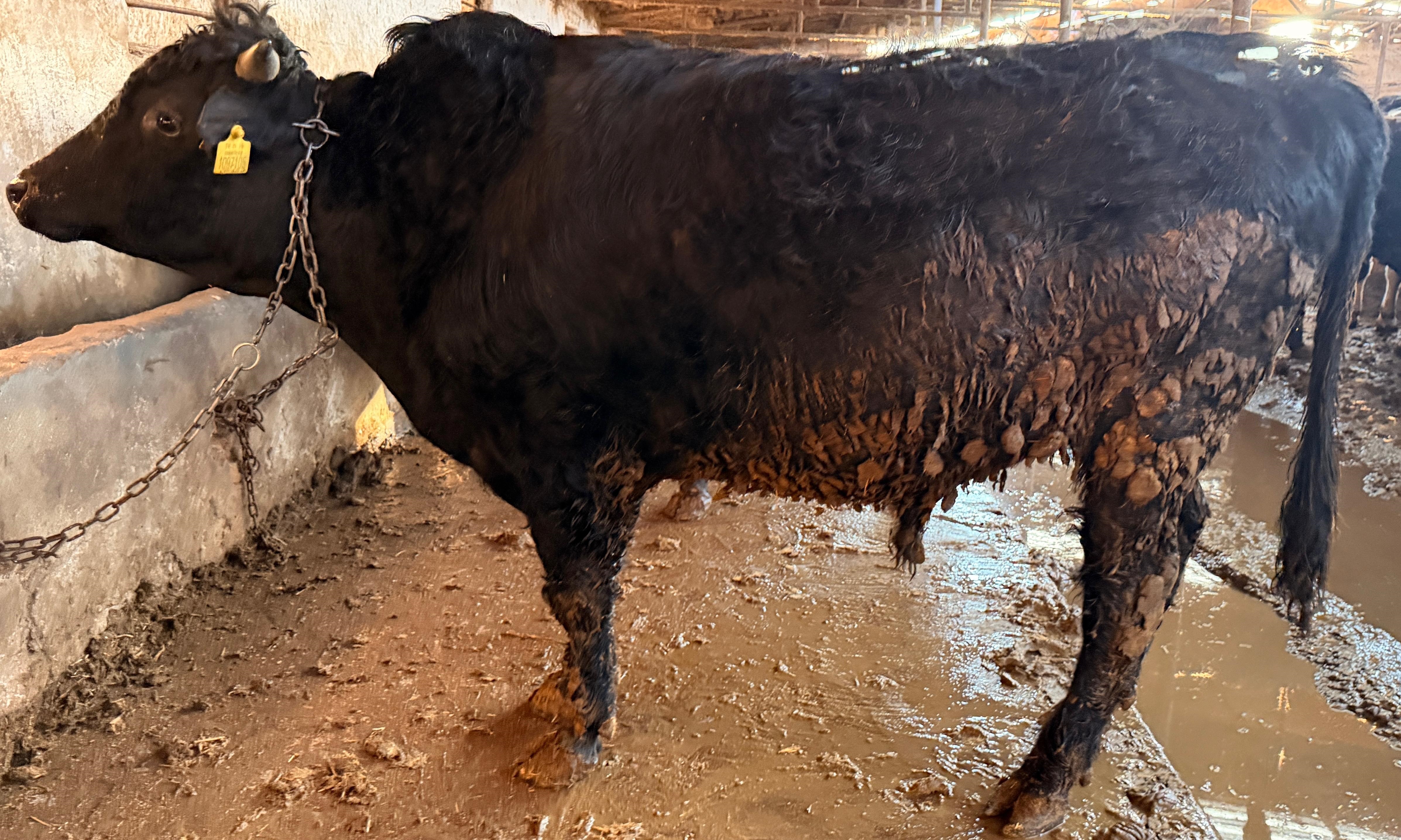 🥩 Büyükbaş Hisse Paketi - Premium